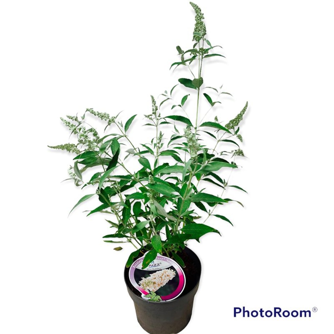 Buddleja d. 'Buzz Ivory' - C3